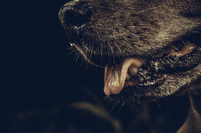 Бешенство - об этом заболевании и мерах профилактики должен знать каждый.